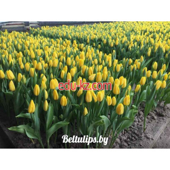 Производственное предприятие Beltulips.by тюльпаны оптом от производителя - на портале proby.su