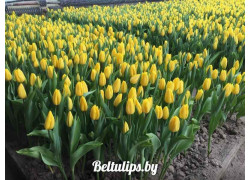 Beltulips.by тюльпаны оптом от производителя