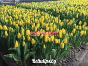 Производственное предприятие Beltulips.by тюльпаны оптом от производителя - на портале proby.su